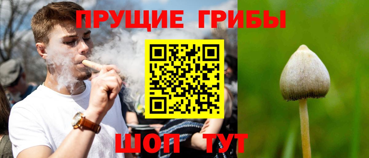 Галлюциногенные грибы Psilocybine cubensis Качканар