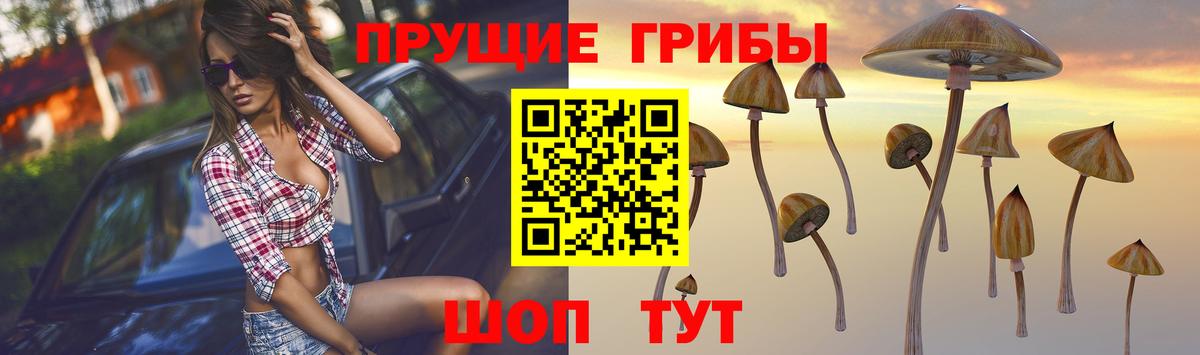 Псилоцибиновые грибы Cubensis  Качканар 